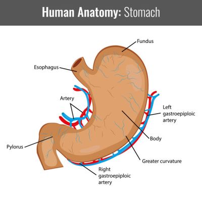Human Stomach detailed anatomy. Vector Medical Human Stomach detailed anatomy. Vector Medical